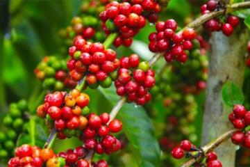 Bản tin nông sản hôm nay (3-2): Giá cà phê tăng nhẹ