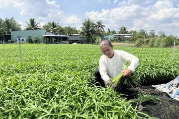 TP. Cần Thơ: Tăng tốc sản xuất nông sản, đáp ứng thị trường Tết 2026