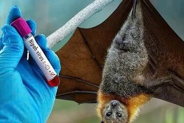 Không chủ quan trước virus Nipah
