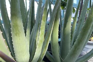 Liệu pháp điều trị Alzheimer mới từ hợp chất trong cây nha đam