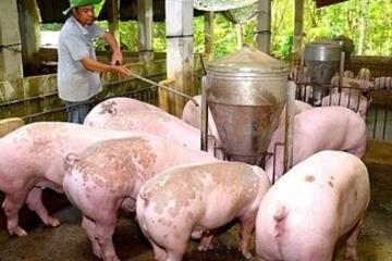 Giá heo hơi hôm nay 9/2/2026: Tiếp tục giảm nhiều nơi