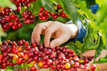 Bản tin nông sản hôm nay (11-2): Giá cà phê tăng, giá hồ tiêu ở mức cao