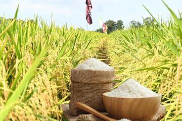 Giá lúa gạo hôm nay ngày 11/2/2026: Gạo nguyên liệu xuất khẩu giảm nhẹ