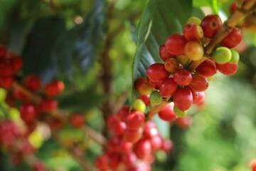 Bản tin nông sản hôm nay (2-3): Giá hồ tiêu giảm