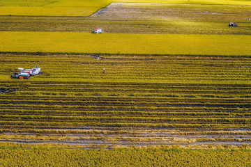 Sản xuất lúa gạo phát thải thấp, góp phần phát triển nông nghiệp xanh, bền vững