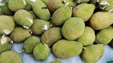 Mít miền Tây rớt giá thê thảm, đại hạ giá 1.000 đồng/kg vẫn ế