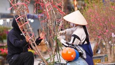 Hoa, cây cảnh bán dạo hút khách dịp cận Tết