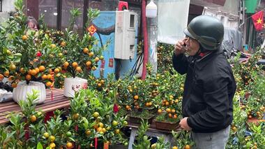 Quất bonsai hút khách dịp Tết