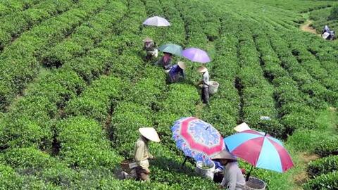 Xây dựng Nghị quyết về phát triển kinh tế-xã hội vùng trung du và miền núi Bắc Bộ