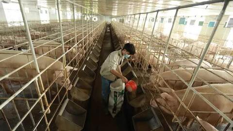 Giá lợn hơi liên tiếp giảm