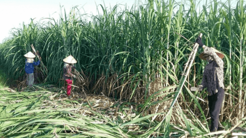 Đồng USD có thể giảm giá trong 6 - 12 tháng tới