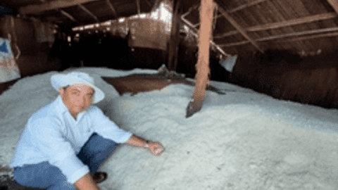 Giá muối thương phẩm tăng kỷ lục, diêm dân Bến Tre phấn khởi