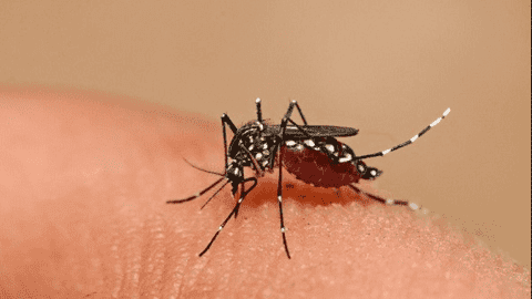 Hà Nội phát hiện thêm một chủng virus gây sốt xuất huyết, chuyên gia đưa ra khuyến cáo