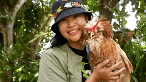 Người Singapore: Hàng xóm của chúng tôi là… gà hoang