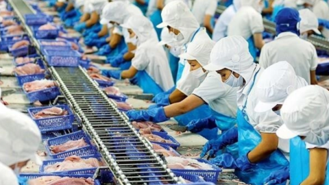 Vĩnh Hoàn (VHC) đứt mạch tăng trưởng liên tục, doanh thu tháng 11 xuống gần thấp nhất năm