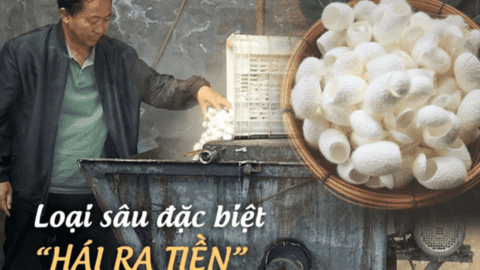 Một thị trấn ở Trung Quốc dùng loại "sâu đặc biệt" để hái ra tiền