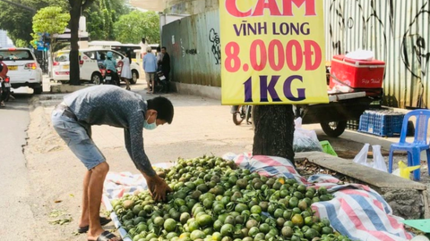 TP HCM: Cam sành rẻ chưa từng có, nhiều điểm bán hàng treo bảng giải cứu
