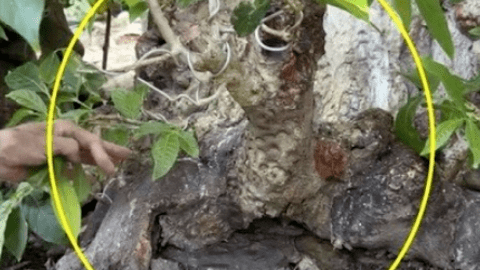 Cây cảnh "cây thần đèn" giá gần 70 tỷ đồng, chủ cây làm một chi tiết "lạ" để cây thêm phần đắt giá