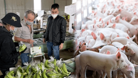Xuất khẩu chuối suy giảm, lợi nhuận Hoàng Anh Gia Lai xuống thấp nhất 10 tháng