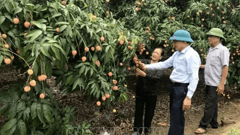 Vải sớm Thanh Hà mất mùa, được giá
