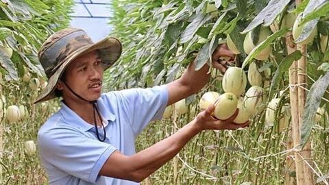 Phát sốt với dưa hấu tí hon 10 mùi trồng ở Đà Lạt, đắt hàng như tôm tươi