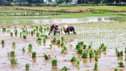 Nông dân thở phào vì phân bón cắt 'cơn sốt' giá