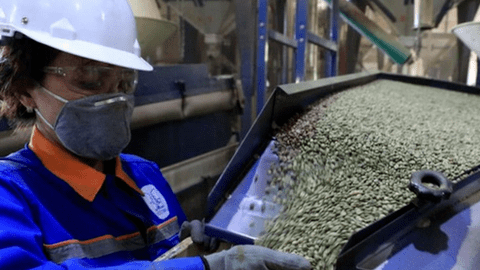 Xuất khẩu cà phê có thể đạt mức kỷ lục mới