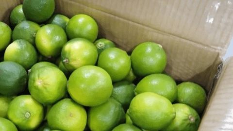 Chanh không hạt Việt Nam chiếm lĩnh thị trường Vùng Vịnh