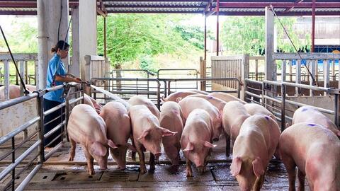Giá lợn hơi tăng mạnh, dân dè dặt tái đàn