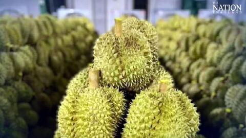 Xuất khẩu sầu riêng Thái Lan sang Trung Quốc tăng vọt nhờ giao thông