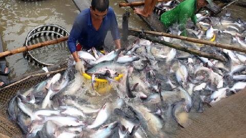 Đồng Tháp: Người nuôi cá tra có lãi nhưng vẫn đối diện nhiều khó khăn