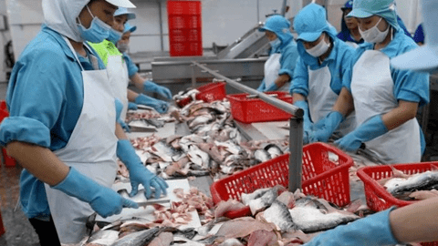 Xuất khẩu thủy sản: Nửa cuối năm sẽ có nhiều thuận lợi