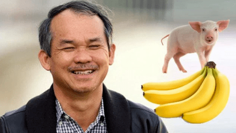 Dù mảng heo  hồi phục trong quý 2/2023, Hoàng Anh Gia Lai thoát lỗ là nhờ lợi nhuận khác