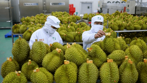 Xuất khẩu sầu riêng đạt kỷ lục: Cẩn trọng với tăng nóng