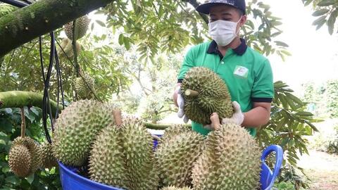 Đắk Lắk đề nghị hỗ trợ, kiểm dịch thực vật tại chỗ cho trái sầu riêng