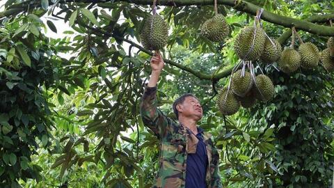 Sầu riêng “sốt giá”, doanh nghiệp gặp khó với bài toán thu mua