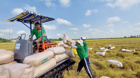 Cơ hội xuất khẩu gạo không thể bỏ lỡ