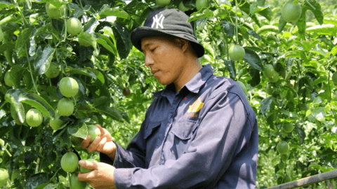 Cung vượt cầu, giá chanh leo xuống đáy