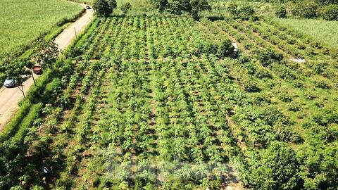 Vụ ‘bùng’ nghìn tấn đu đủ: Bất ngờ ‘cháy’ hàng, giá tăng gấp đôi