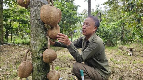 Sầu riêng hết mùa sốt giá, nhà vườn tích cực chăm sóc vườn cây