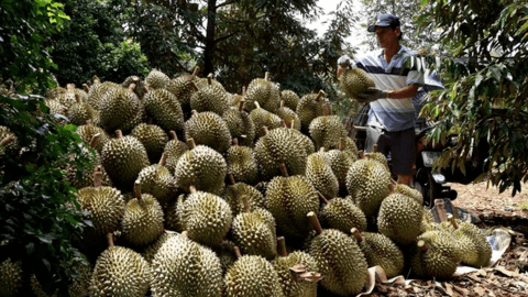 Giá sầu riêng tăng cao, nhà vườn thu nhập khủng