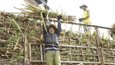 Giá mía tăng cao kỷ lục