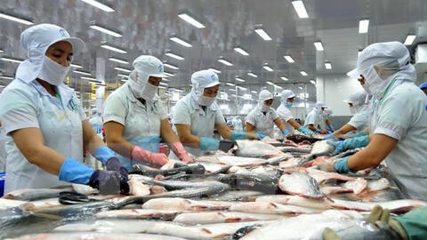 Kinh tế khó khăn, xuất khẩu cá tra sang Đức liên tiếp giảm