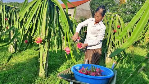 Chuyển hướng thị trường, tăng sức cạnh tranh cho quả thanh long