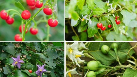 Công dụng chữa bệnh bất ngờ của cây cà gai leo