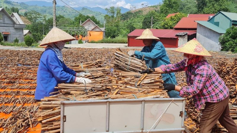 Gia tăng cơ hội xuất khẩu cho sản phẩm quế