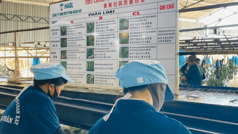 HAG có công ty con mới
