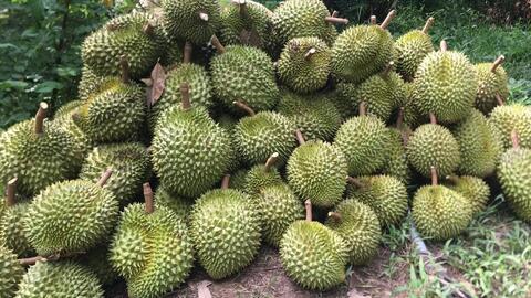 Nhộn nhịp đơn hàng, xuất khẩu sầu riêng hướng tới mục tiêu 3,5 tỷ USD