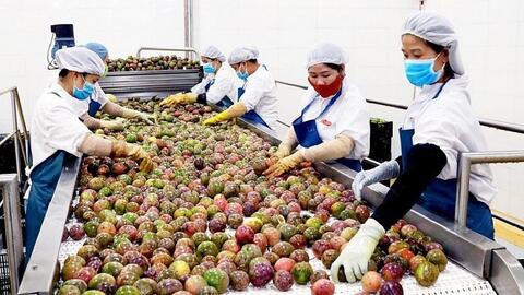 Thêm cơ hội gia tăng kim ngạch xuất khẩu trái cây vào Trung Quốc