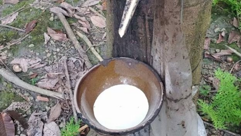 Giá cao su tự nhiên khó hạ nhiệt trong vài tháng tới